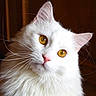 Lychi Y participe au concours pour gagner de l'argent avec cette photo :