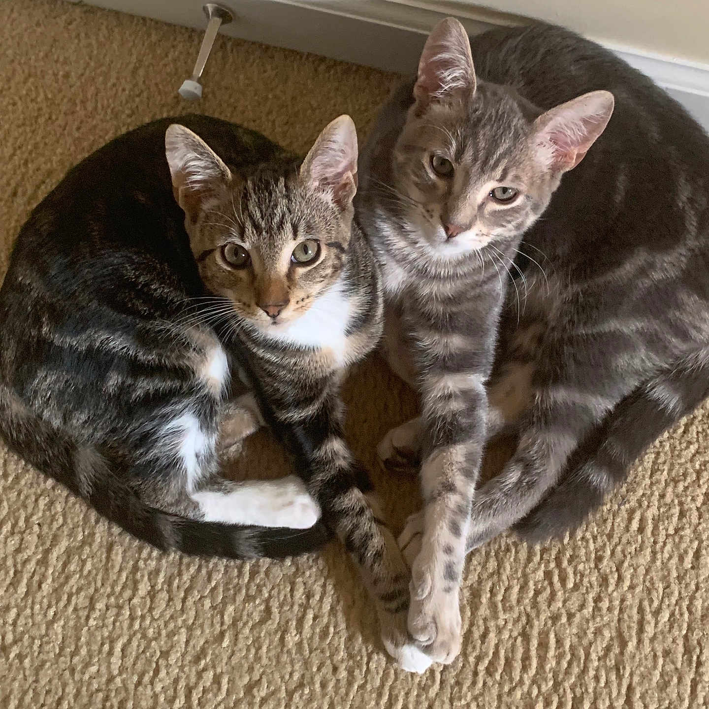 Ralphie And Sunny is registered to the contest to win money with this photo: animal, baseboard, carpet, cat, companions, cozy, curious, cute, ears, feline, floor, indoor, light, pair, pets, resting, tabby, tail, wall, whiskers