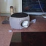 cat, cat_house, scratching_post, floor, indoor, white_cat, pet, plush, furniture, cozy, animal, resting, tile_floor, cable, scratching_post_base, table, fluff, quiet, home, relaxing
