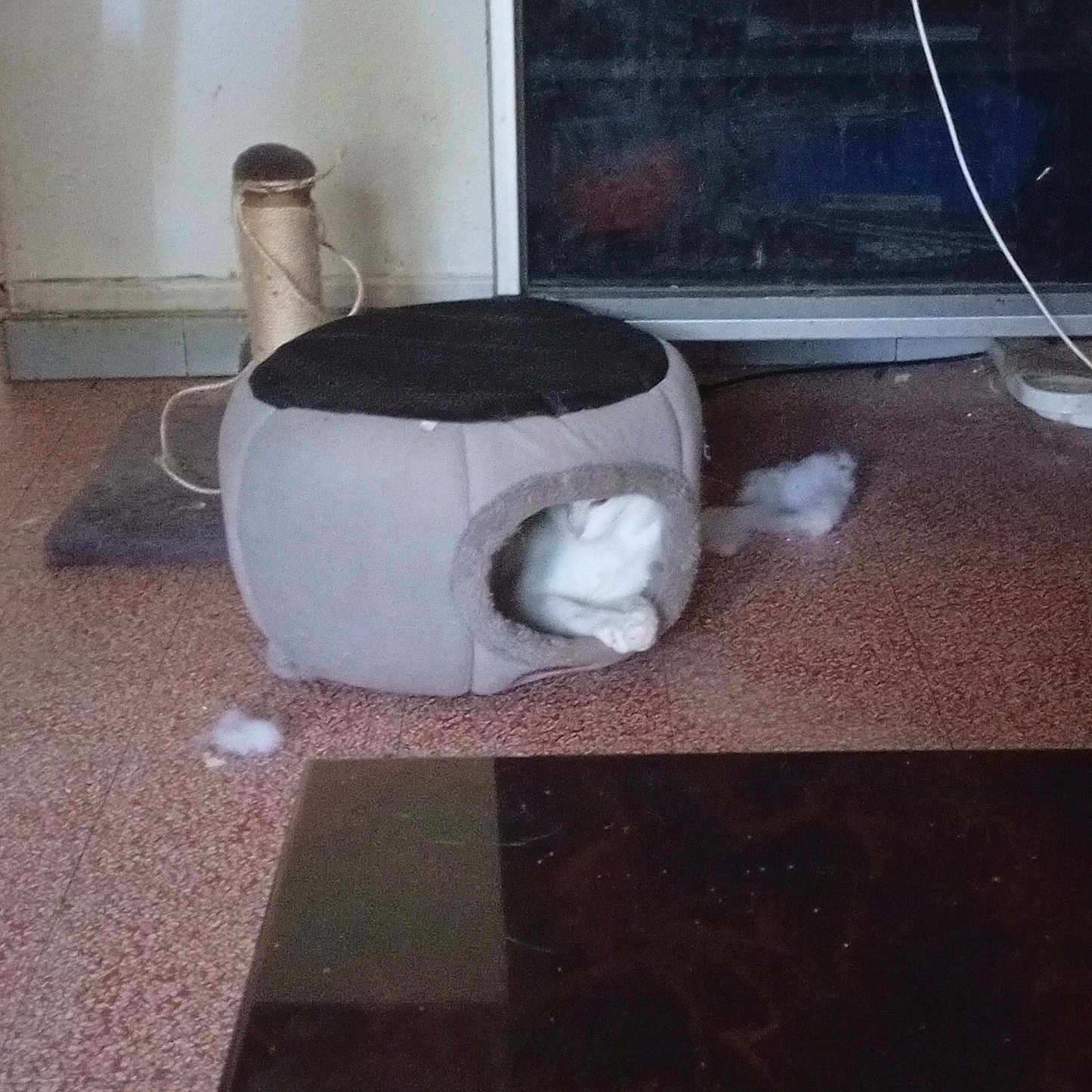 Boubbha