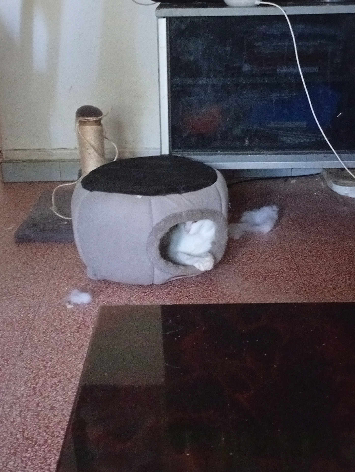 Boubbha