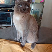 Boubbha a rejoint le concours — aidez-le/la à gagner de superbes lots ! cat, gray_cat, blue_eyes, indoor, feline, pet, curious, sitting, blanket, yellow_blanket, household, living_room, furniture, shelf, television, domestic, cozy, fur, whiskers, ears