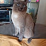cat, gray_cat, blue_eyes, indoor, feline, pet, curious, sitting, blanket, yellow_blanket, household, living_room, furniture, shelf, television, domestic, cozy, fur, whiskers, ears