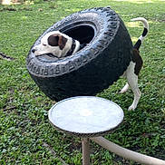 Zues joined the competition — help win amazing prizes! dog, tire, grass, backyard, play, outdoor, pet, animal, funny, swing, vehicle, fence, tree, house, daylight, collar, white, brown, black, nature