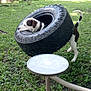dog, tire, grass, backyard, play, outdoor, pet, animal, funny, swing, vehicle, fence, tree, house, daylight, collar, white, brown, black, nature