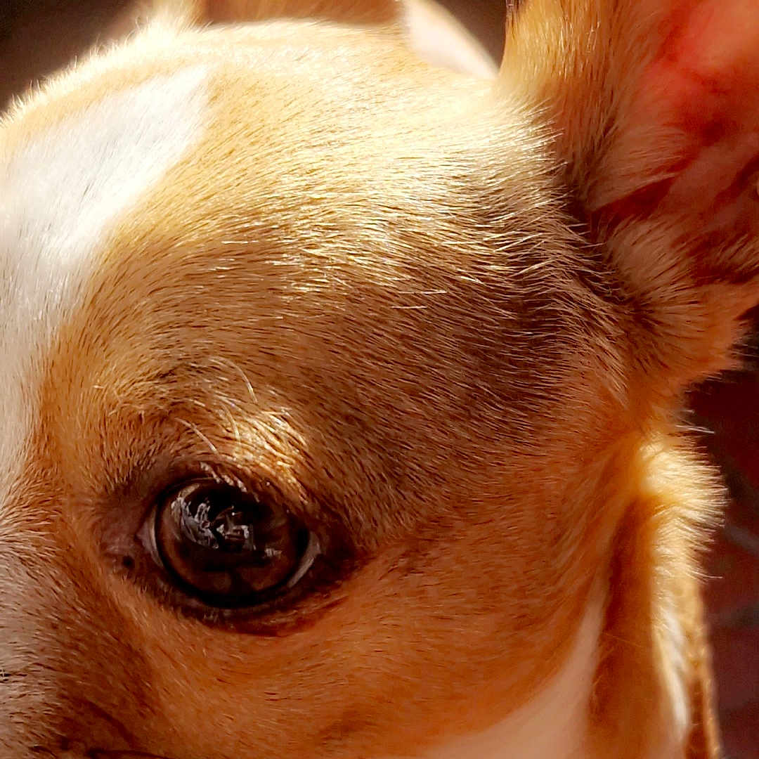 Cabella a rejoint le concours — aidez-le/la à gagner de superbes lots ! animal, brown, canine, close_up, cute, detail, dog, domestic_animal, ear, eye, focus, fur, head, indoor, pet, portrait, small_dog, sunlight, whiskers, white
