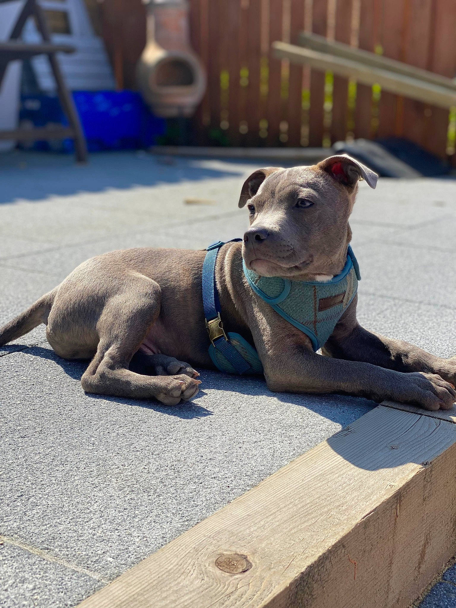 Bentley joined the competition — help win amazing prizes! canidae, carnivore, collar, companion_dog, dog, dog_breed, dog_clothes, dog_collar, dog_supply, fashion_accessory, fawn, leash, liver, pet_supply, road_surface, snout, sporting_group, tail, webbing, working_animal