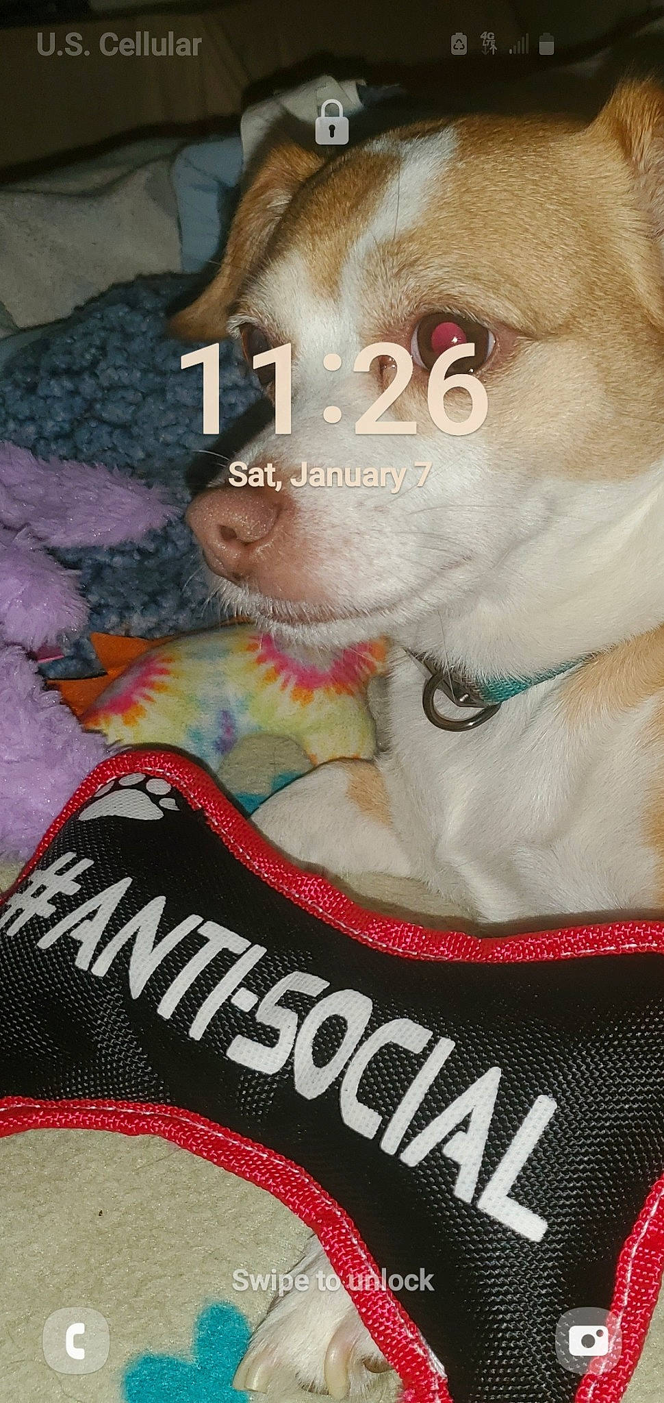 Pebbles joined the competition — help win amazing prizes! canidae, carmine, carnivore, collar, companion_dog, dog, dog_breed, dog_collar, felidae, fur, pet_supply, sleeve, smile, sporting_group, sportswear, t_shirt, toy_dog, whiskers, working_animal, wrinkle