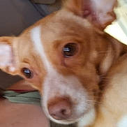 Hazel joined the competition — help win amazing prizes! person, dog, glasses, piercing, close_up, indoor, face, pet, brown_dog, white_markings, expression, shoulder, chain_necklace, furniture, background, blurred, companion, animal, portrait, casual