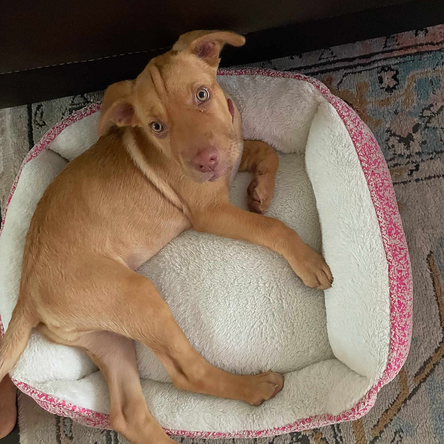 Nala is registered to the contest to win money with this photo: chest, comfort, fawn, flesh, font, fur, nap, organism, paw, photo_caption, photography, screenshot, sleep, stuffed_toy, teddy_bear, terrestrial_animal, working_animal, wrinkle