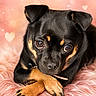 dog, black_and_tan, paws, crossed_paws, fluffy, pink, background, hearts, sparkles, close_up, portrait, cute, pet, animal, fur, resting, indoor, adorable, soft_texture, love