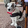 Grizou a rejoint le concours — aidez-le/la à gagner de superbes lots ! dog, white_dog, brown_patches, harness, red_bow_tie, pebbled_floor, outdoor, chair, wooden_chair, person, sneakers, leash, pet_accessory, animal, sitting, cute, attentive, portrait, small_dog, canine