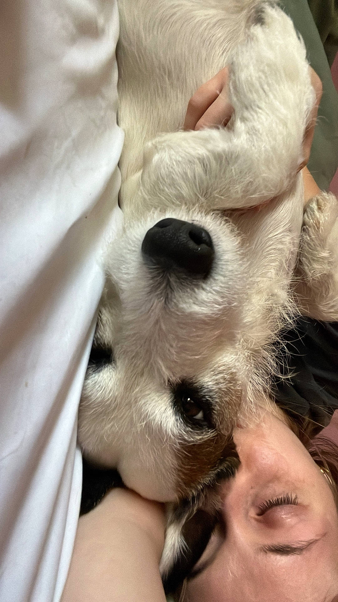 Grizou a rejoint le concours — aidez-le/la à gagner de superbes lots ! affection, bed, blanket, brown_spot, close_up, comfort, cozy, dog, eye, face, fur, hand, indoor, nose, person, relaxation, resting, sleeping, snuggling, white_dog