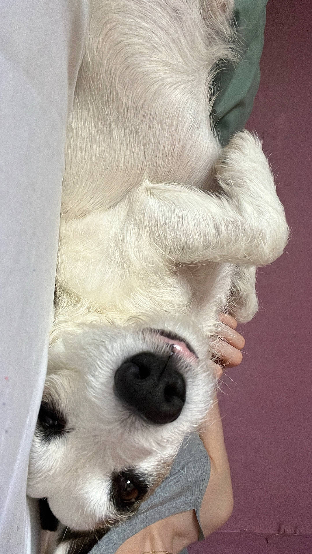 Grizou participe au concours pour gagner de l'argent avec cette photo : background, close_up, companion, cute, dog, fur, gray_clothing, hand, indoor, lying_down, nose, paw, person, pet, purple_wall, relaxed, resting, skin, snout, white_dog