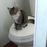 Ally is registered to the contest to win money with this photo: cat, toilet, bathroom, pet, feline, sitting, indoor, curious, fur, whiskers, paw, toilet_lid, porcelain, wood_floor, doorway, white_wall, domestic, looking_up, household, tabby