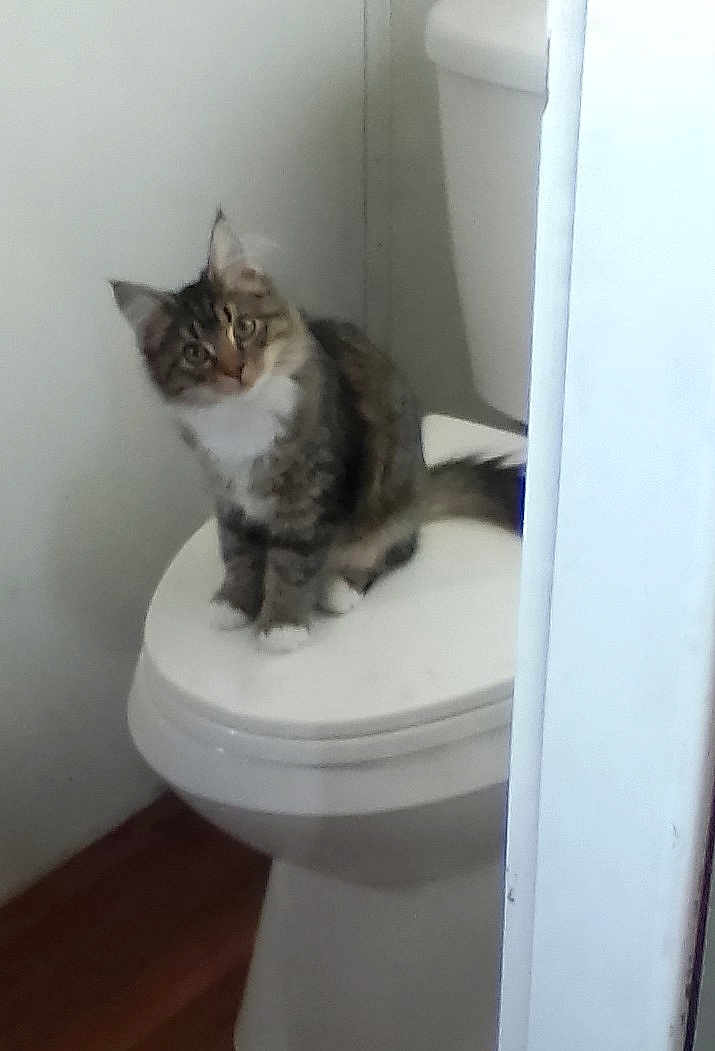 Ally is registered to the contest to win money with this photo: cat, toilet, bathroom, pet, feline, sitting, indoor, curious, fur, whiskers, paw, toilet_lid, porcelain, wood_floor, doorway, white_wall, domestic, looking_up, household, tabby