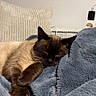 cat, siamese_cat, sleeping, blanket, pillow, cozy, indoor, pet, fur, resting, mammal, cute, whiskers, domestic_animal, feline, relaxation, home, comfort, soft, nap