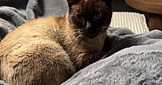 Alba a rejoint le concours — aidez-le/la à gagner de superbes lots ! cat, siamese_cat, blanket, furniture, television, living_room, cozy, indoor, pet, resting, soft_texture, wooden_table, glass, dark_background, warm_light, curled_up, domestic_animal, relaxation, home_interior, cushion