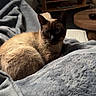 cat, siamese_cat, blanket, furniture, television, living_room, cozy, indoor, pet, resting, soft_texture, wooden_table, glass, dark_background, warm_light, curled_up, domestic_animal, relaxation, home_interior, cushion