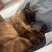 Alba participe au concours pour gagner de l'argent avec cette photo : cat, siamese, sleeping, cozy, blanket, indoor, pet, fur, paws, relaxation, closeup, animal, cute, resting, soft, comfort, home, feline, nap, warm