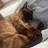 cat, siamese, sleeping, cozy, blanket, indoor, pet, fur, paws, relaxation, closeup, animal, cute, resting, soft, comfort, home, feline, nap, warm