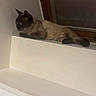 cat, siamese_cat, window, ledges, indoor, resting, pet, animal, fur, alert, ears, whiskers, paws, face, side_view, house, quiet, still, curious, domestic