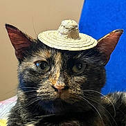 Beans joined the competition — help win amazing prizes! cat, tortoiseshell, hat, pet, animal, portrait, whiskers, ears, feline, closeup, indoor, cute, fur, face, domestic_animal, looking_at_camera, small_hat, soft_lighting, expression, blue_background