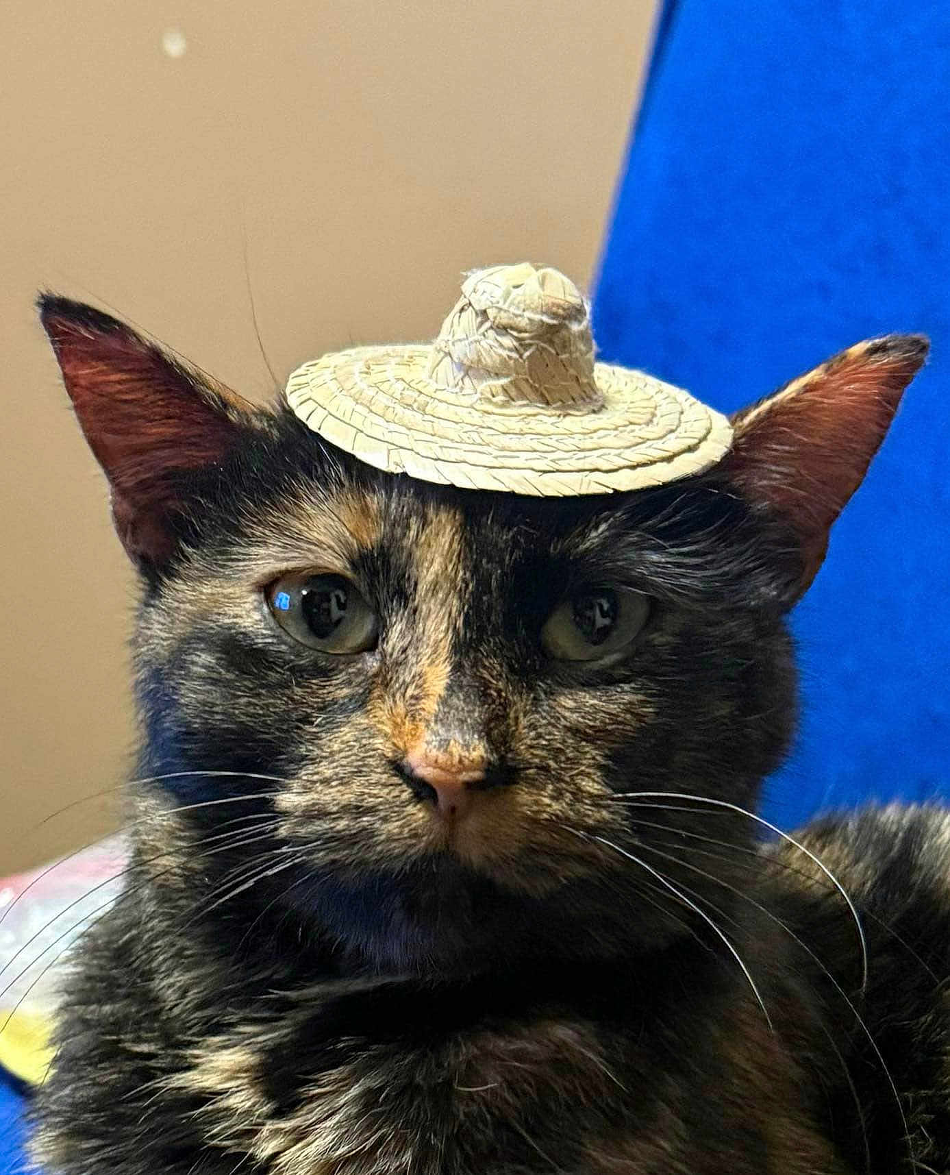 Beans joined the competition — help win amazing prizes! cat, tortoiseshell, hat, pet, animal, portrait, whiskers, ears, feline, closeup, indoor, cute, fur, face, domestic_animal, looking_at_camera, small_hat, soft_lighting, expression, blue_background