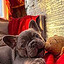 blanket, bokeh, closeup, cozy, dog, ear, eyes, french_bulldog, indoor, nose, paw, pet, playing, plush_toy, portrait, puppy, red_blanket, sofa, teddy_bear, window_light