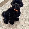 Coco participe au concours pour gagner de l'argent avec cette photo : dog, black_dog, pet, fluffy, curious, orange_collar, carpet, indoor, sitting, cute, animal, fur, small_dog, companion, waiting, adorable, domestic_animal, canine, home, friendly
