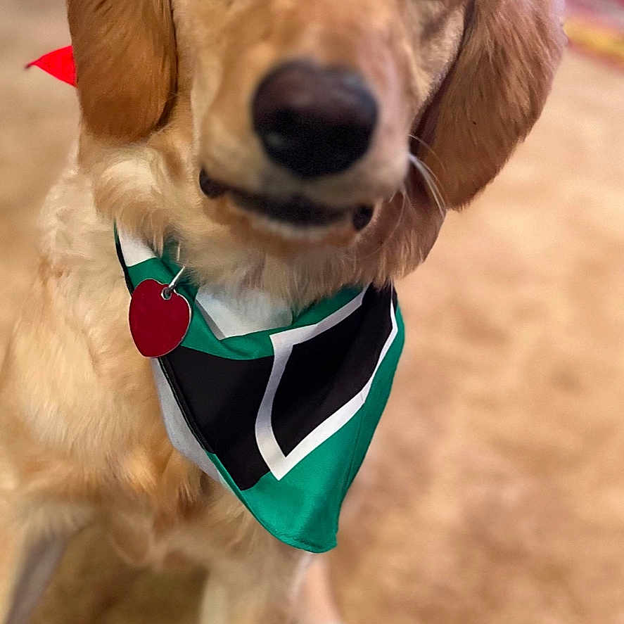 Emma joined the competition — help win amazing prizes! accessories, animal, bandana, bowtie, canine, clothing, cockerspaniel, costume, dog, flag, formalwear, goldenretriever, headband, hound, labradorretriever, person, pet, puppy, tie, whitedog