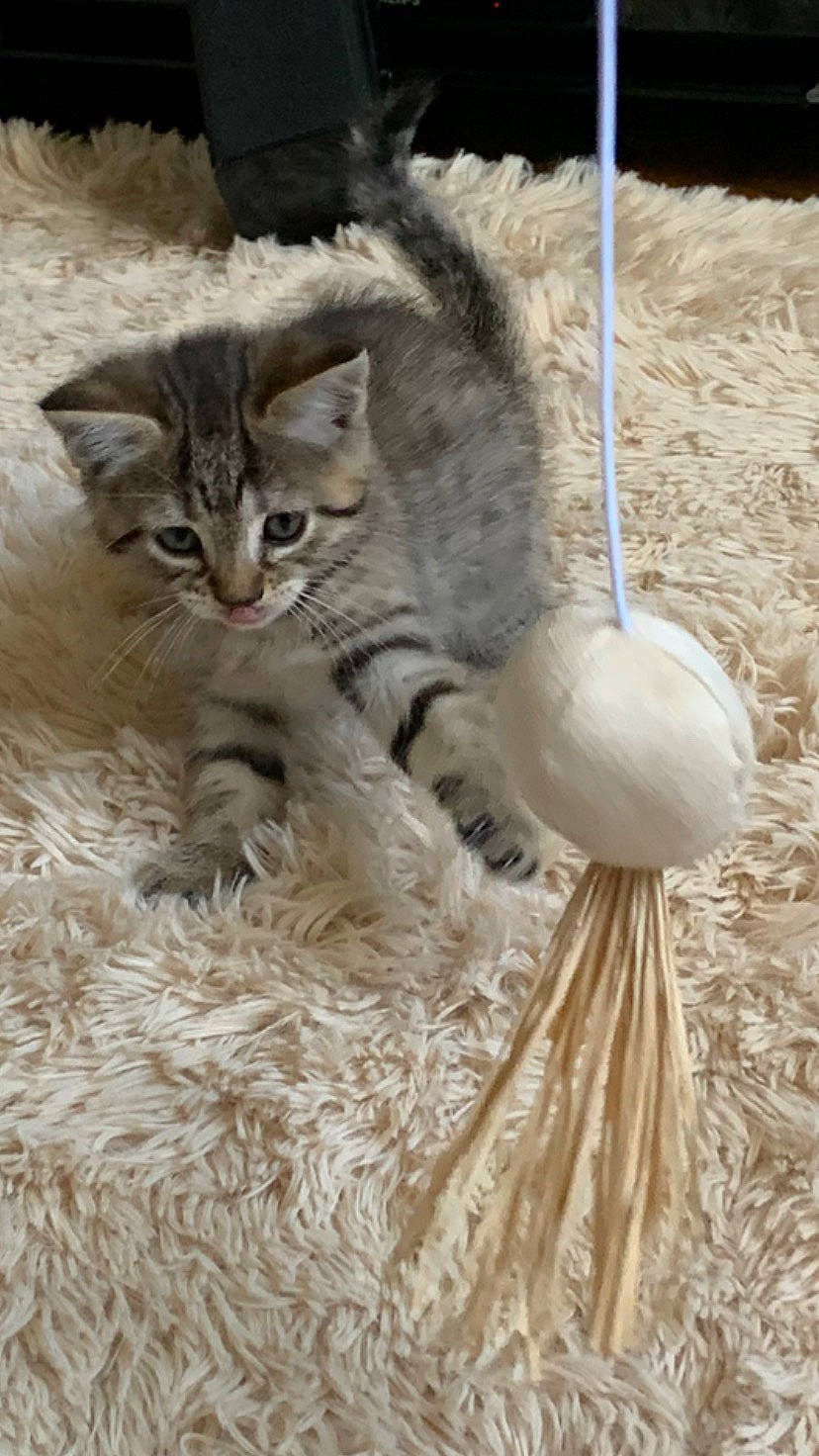 June a rejoint le concours — aidez-le/la à gagner de superbes lots ! carnivore, cat, cat_toy, claw, domestic_short_haired_cat, fawn, felidae, fur, paw, small_to_medium_sized_cats, tail, terrestrial_animal, whiskers, wildlife, wood