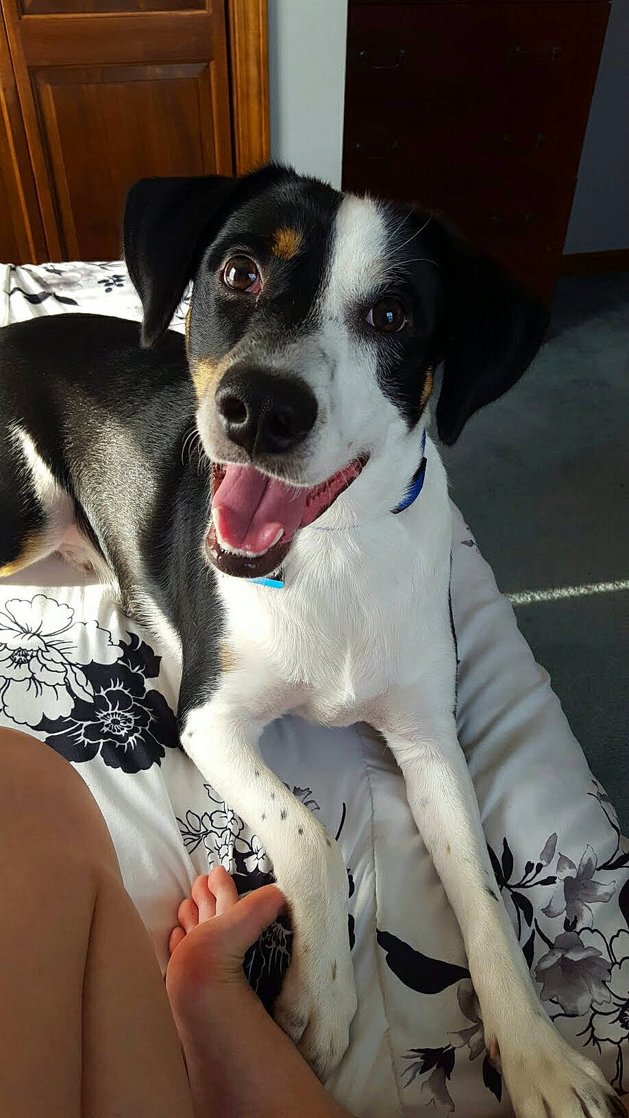 Harvey joined the competition — help win amazing prizes! canidae, carnivore, collar, companion_dog, dog, dog_breed, dog_collar, dog_supply, formal_wear, fur, non_sporting_group, paw, snout, sporting_group, whiskers, working_dog