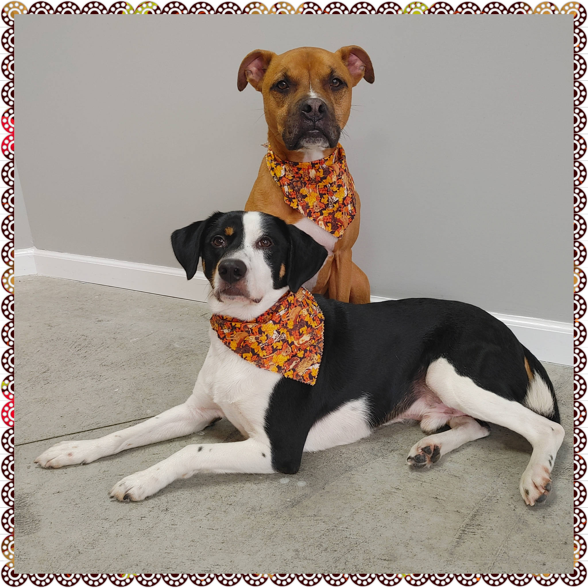 Harvey is registered to the contest to win money with this photo: ball, canidae, carnivore, collar, companion_dog, dishware, dog, dog_breed, dog_collar, dog_supply, fawn, illustration, paw, pet_supply, rectangle, sleeve, snout, sporting_group, working_animal, working_dog