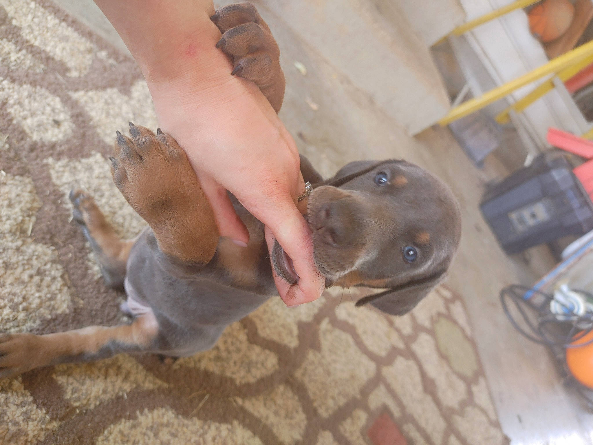 Jaeger is registered to the contest to win money with this photo: animal_training, canidae, carnivore, collar, companion_dog, dog, dog_breed, fawn, foot, jaw, mammal, non_sporting_group, paw, snout, sporting_group, tail, vertebrate, weimaraner, working_animal