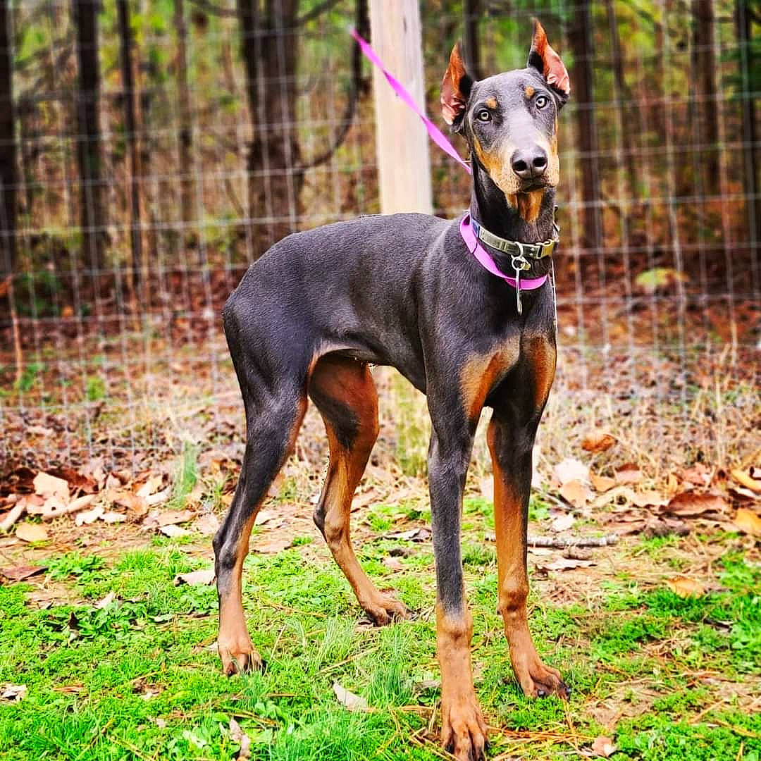 Jaeger is registered to the contest to win money with this photo: canidae, carnivore, collar, companion_dog, dobermann, dog, dog_breed, dog_sports, dog_supply, grass, guard_dog, hunting_dog, plant, sporting_group, terrestrial_animal, toy_dog, tree, working_animal, working_dog