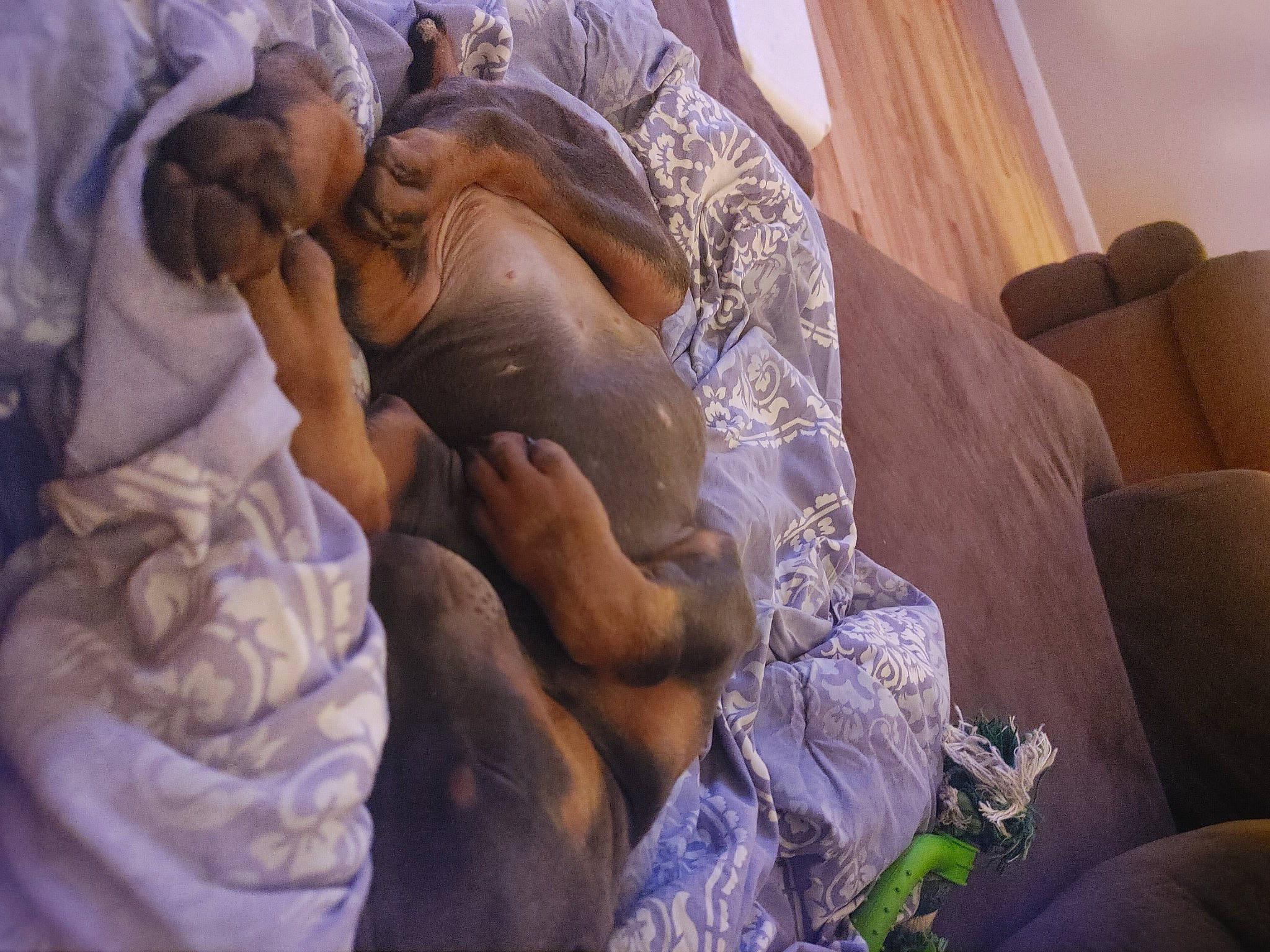 Jaeger is registered to the contest to win money with this photo: abdomen, art, baby, bed, bed_sheet, bedding, bedtime, comfort, flesh, human_body, human_leg, leg, linens, nap, purple, room, sleep, thigh, toddler, tree