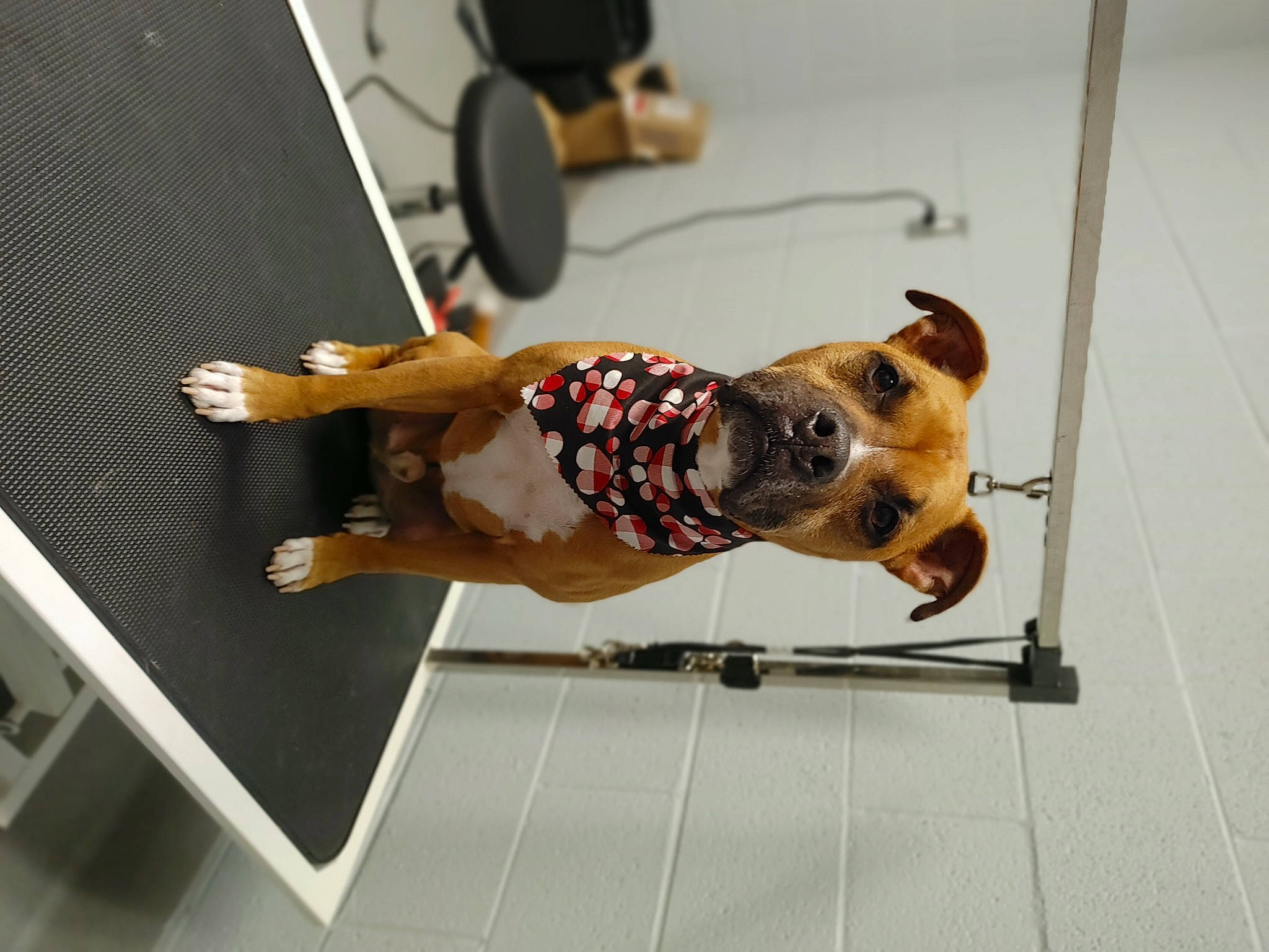 Axel joined the competition — help win amazing prizes! canidae, carnivore, collar, companion_dog, dog, dog_breed, dog_collar, dog_supply, eyewear, fawn, flooring, leash, metal, pet_supply, rectangle, snout, sporting_group, tail, wood, working_animal