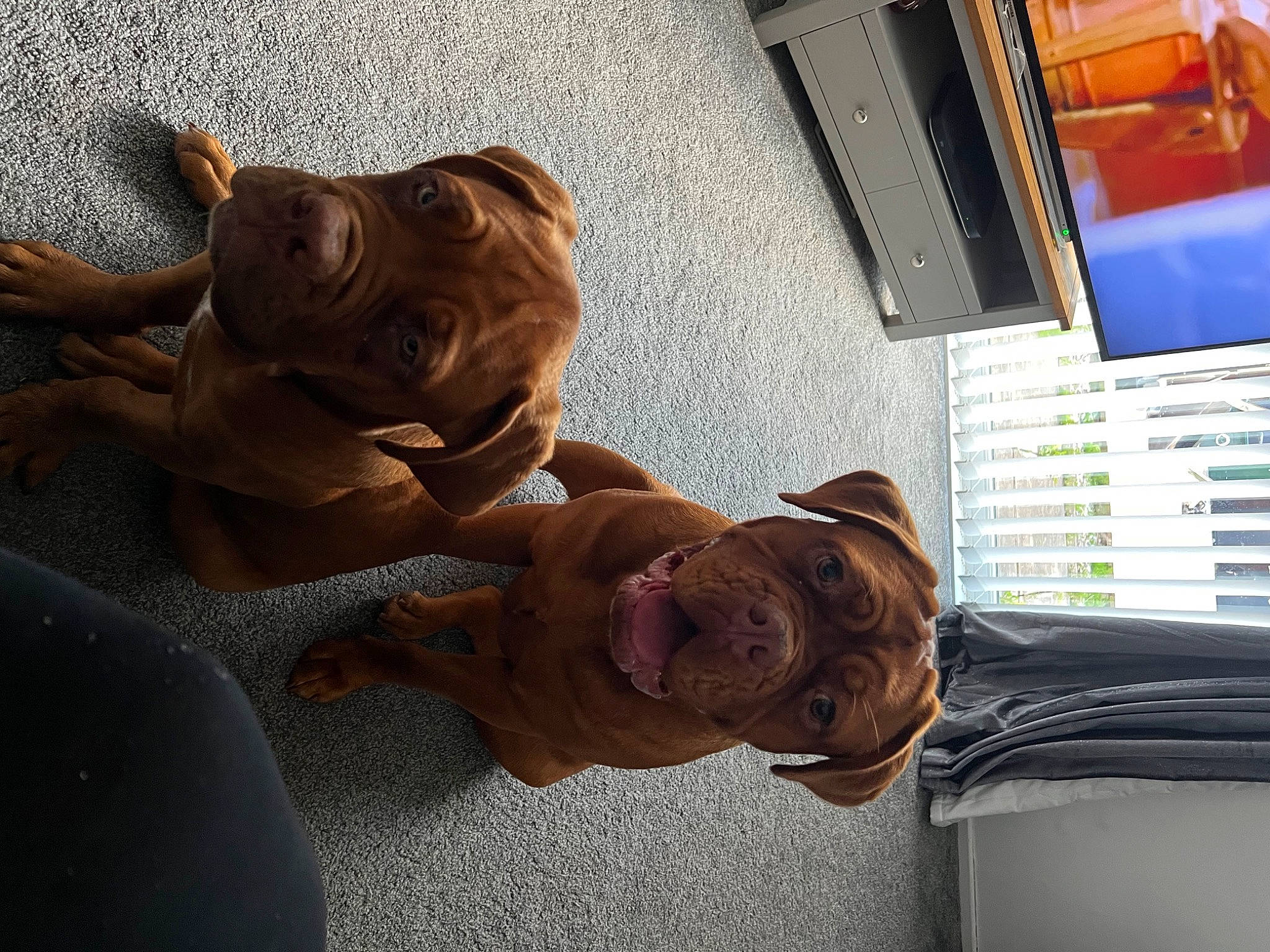 Molly joined the competition — help win amazing prizes! art, carnivore, companion_dog, computer_hardware, computer_keyboard, dog, dog_breed, fawn, flooring, netbook, room, sculpture, snout, sporting_group, statue, terrestrial_animal, visual_arts, wood, working_animal, wrinkle