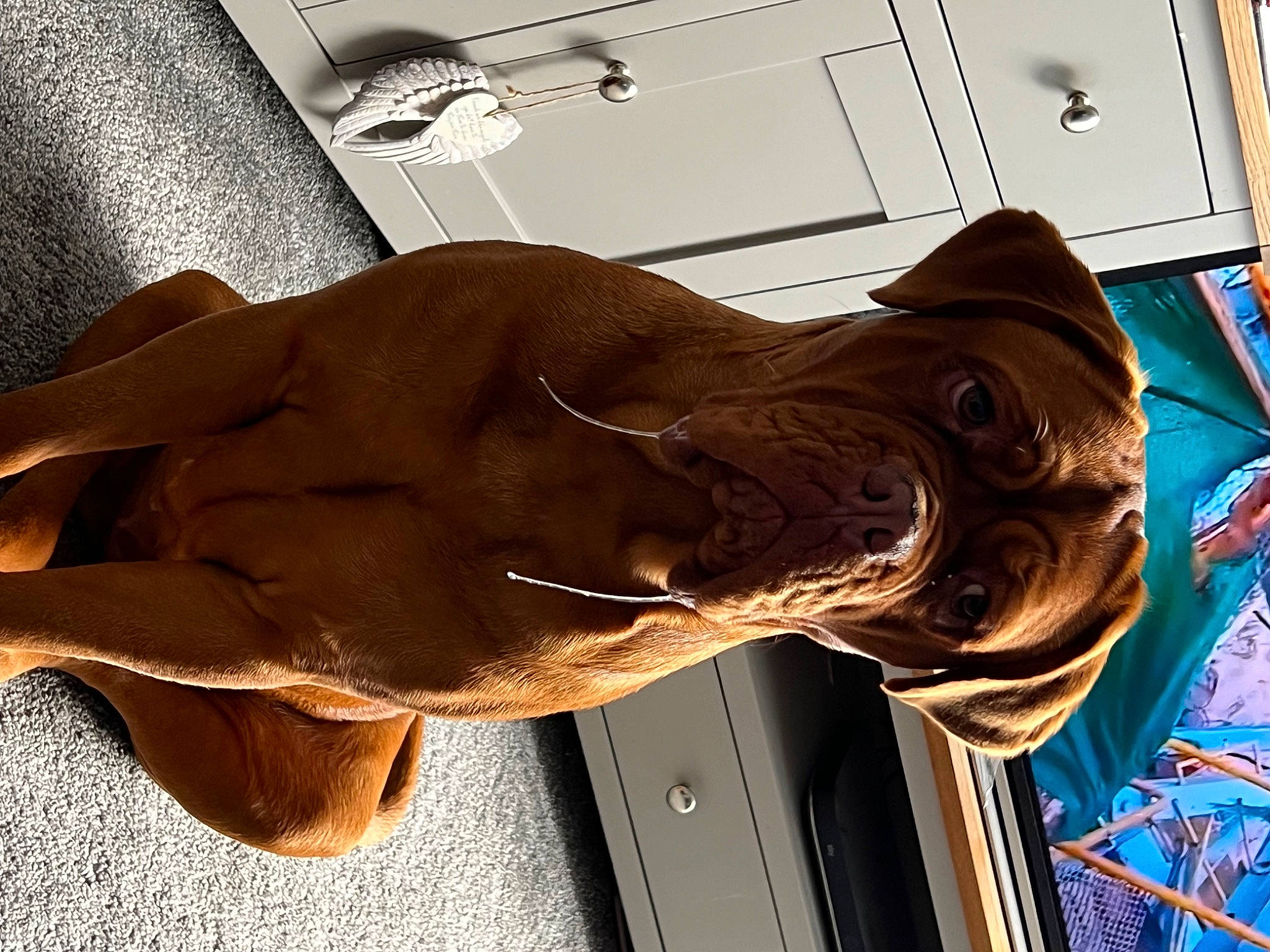 Molly joined the competition — help win amazing prizes! art, carnivore, collar, comfort, companion_dog, dog, dog_breed, dog_collar, door, fashion_accessory, fawn, liver, metal, personal_protective_equipment, sculpture, snout, sporting_group, tail, wood, working_animal