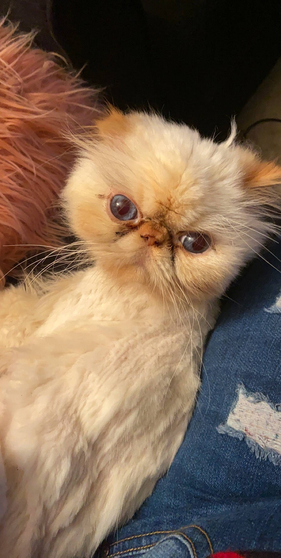 Franco is registered to the contest to win money with this photo: asian, asian_semi_longhair, carnivore, cat, close_up, domestic_long_haired_cat, eye, fawn, felidae, fur, himalayan, kitten, mammal, persian, small_to_medium_sized_cats, snout, vertebrate, whiskers