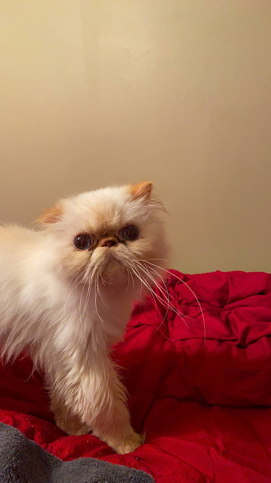 Franco joined the competition — help win amazing prizes! asian, asian_semi_longhair, balinese, british_longhair, carnivore, cat, domestic_long_haired_cat, eye, felidae, fur, himalayan, kitten, mammal, mouth, persian, ragdoll, small_to_medium_sized_cats, snout, vertebrate, whiskers