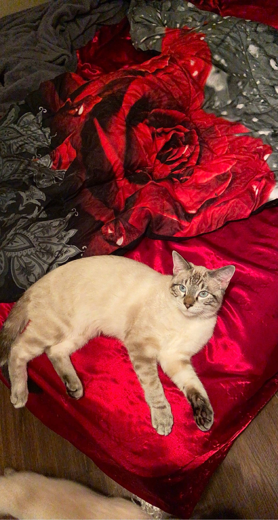 Jack Jack joined the competition — help win amazing prizes! carnivore, cat, felidae, fur, rose, rose_family, rose_order, small_to_medium_sized_cats, tail, vertebrate, whiskers