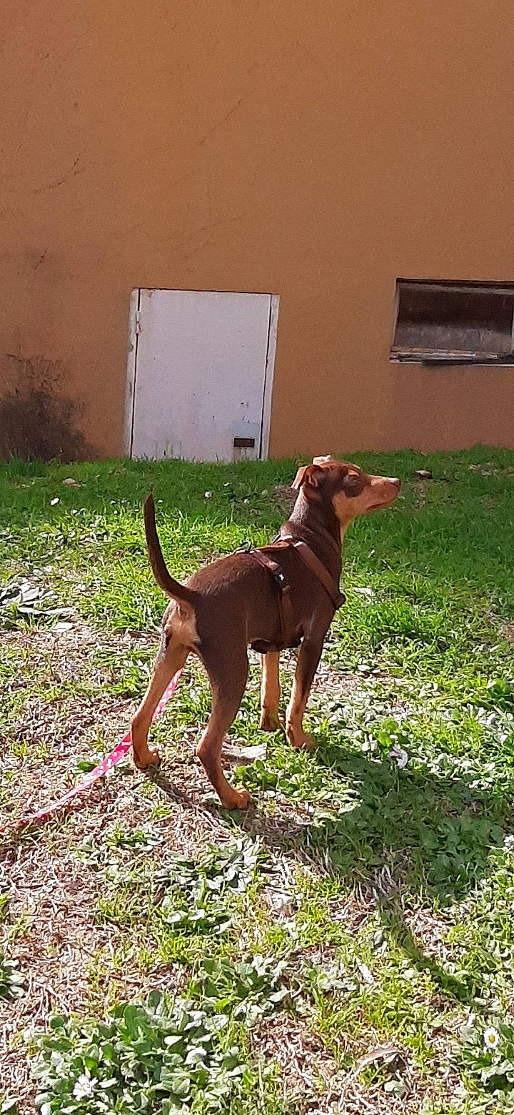 Rocky participe au concours pour gagner de l'argent avec cette photo : canidae, carnivore, companion_dog, dog, dog_breed, door, fawn, grass, groundcover, gun_dog, hunting_dog, liver, plant, sporting_group, tail, tints_and_shades, wood, working_animal, working_dog, yard