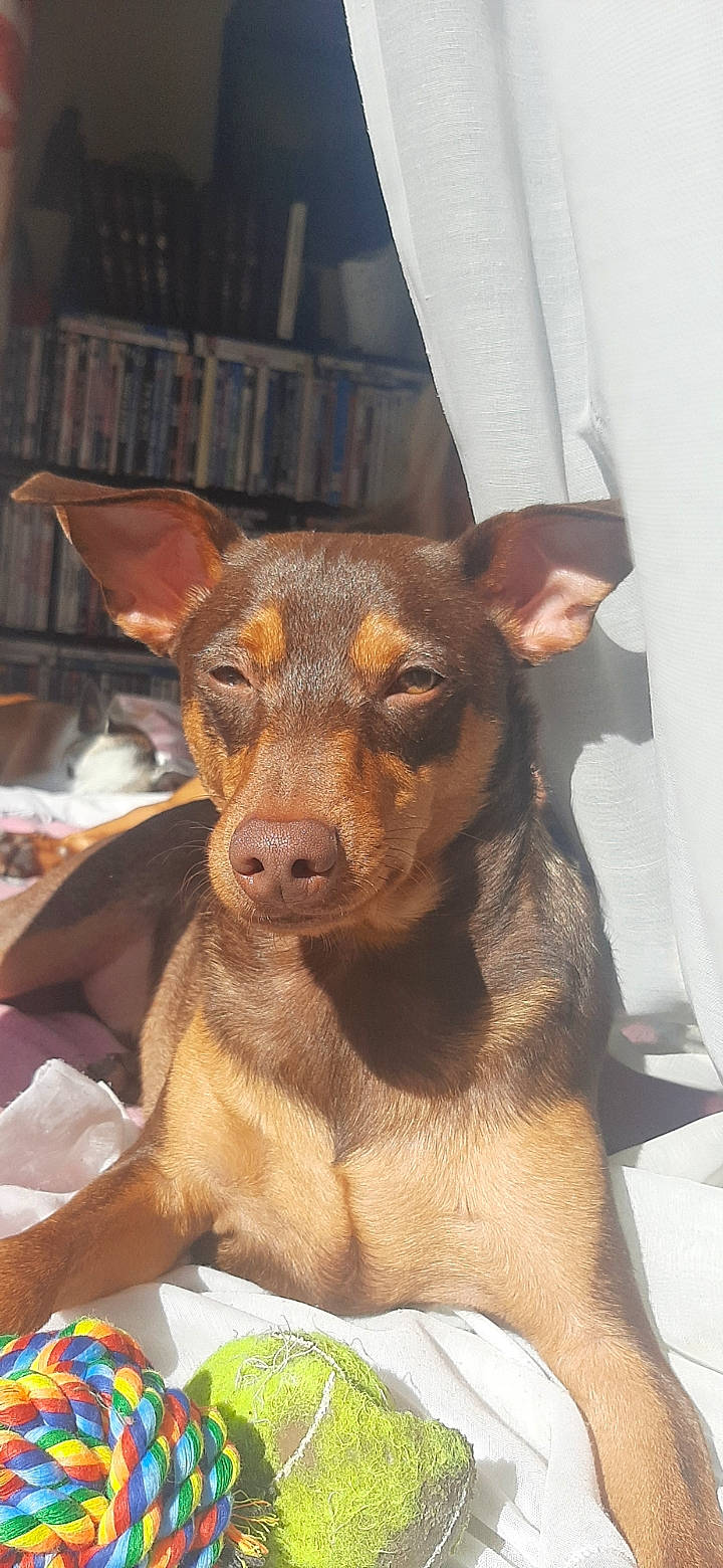 Rocky a rejoint le concours — aidez-le/la à gagner de superbes lots ! ancient_dog_breeds, canidae, carnivore, companion_dog, dog, dog_breed, fawn, fur, guard_dog, liver, pinscher, prazsky_krysarik, puppy, snout, sporting_group, terrestrial_animal, toy_dog, whiskers, working_animal, working_dog