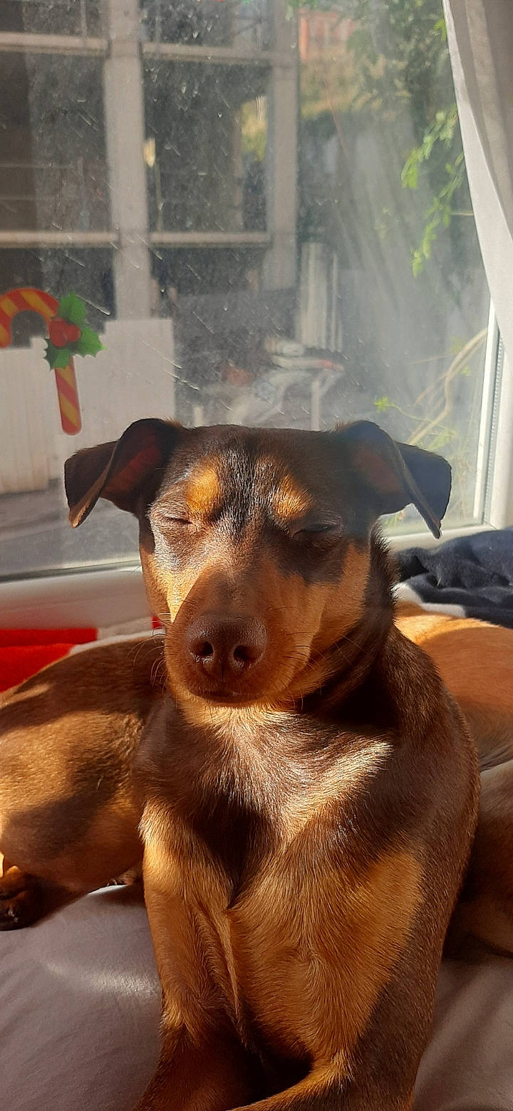 Rocky participe au concours pour gagner de l'argent avec cette photo : canidae, carnivore, collar, companion_dog, dog, dog_breed, fawn, fur, guard_dog, hunting_dog, liver, pet_supply, pinscher, plant, snout, sporting_group, terrestrial_animal, whiskers, working_animal, working_dog