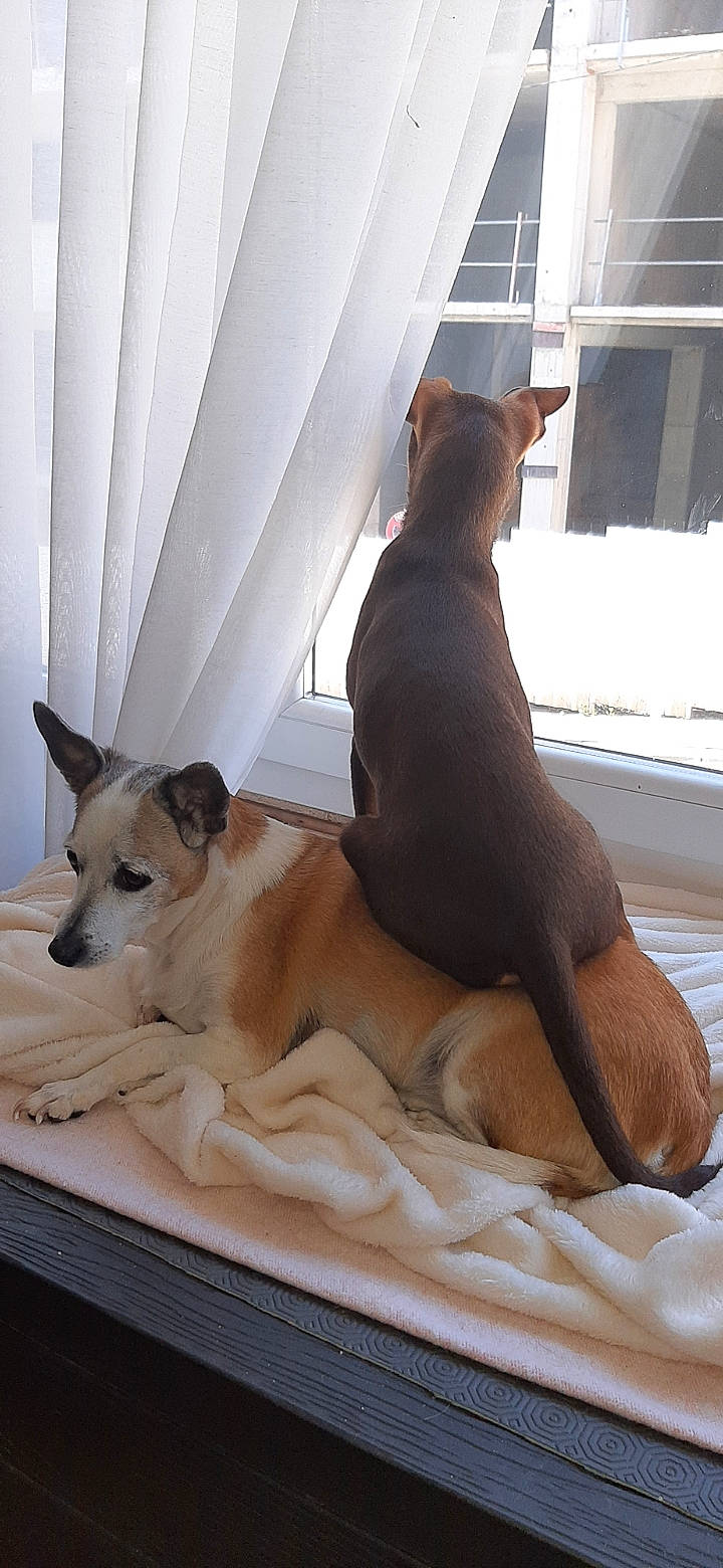 Rocky participe au concours pour gagner de l'argent avec cette photo : canidae, carnivore, comfort, companion_dog, curtain, dog, dog_breed, dog_supply, fawn, flooring, hardwood, interior_design, linens, room, shade, sporting_group, window, window_blind, wood, working_animal