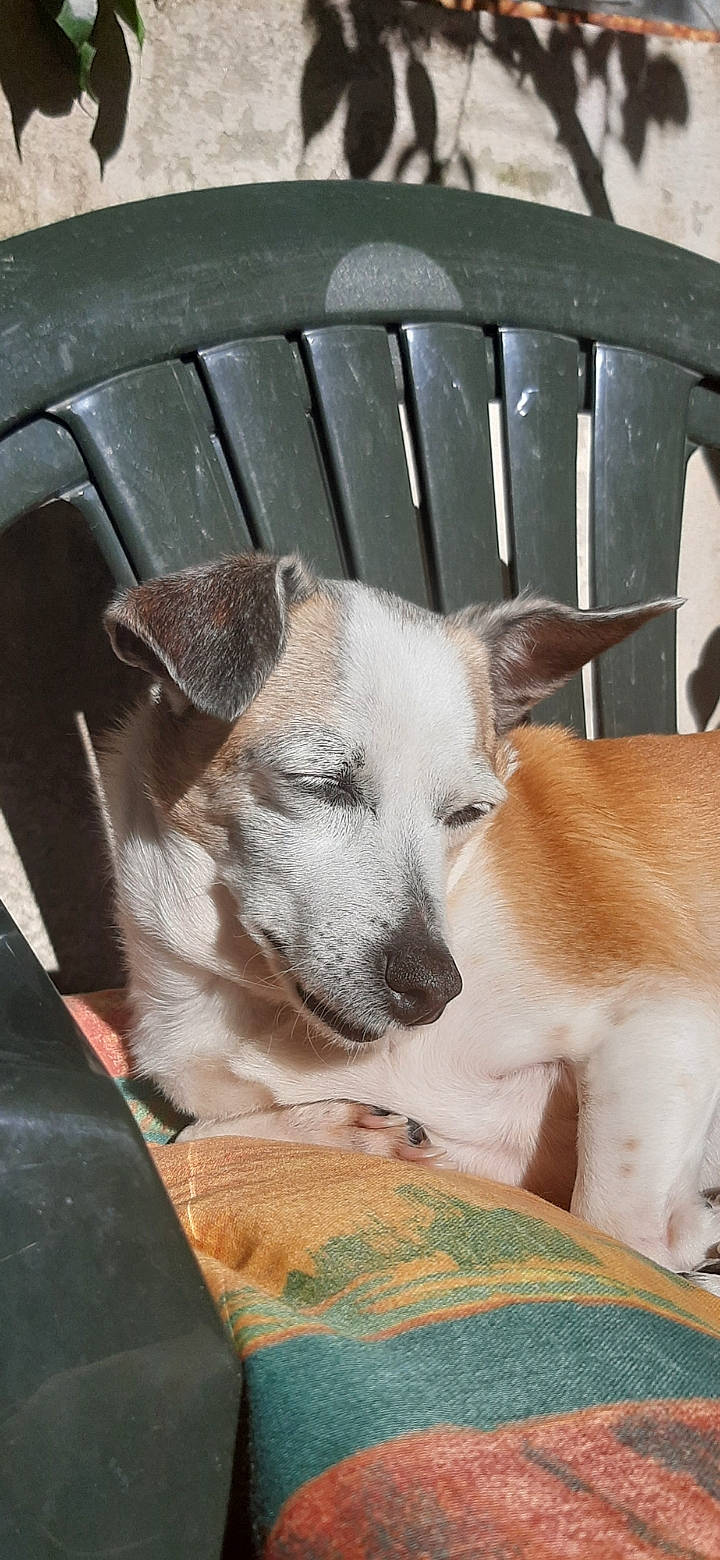 Tara participe au concours pour gagner de l'argent avec cette photo : canidae, carnivore, chair, collar, companion_dog, dog, dog_breed, dog_supply, fawn, guard_dog, non_sporting_group, puppy, sporting_group, street_dog, terrestrial_animal, whiskers