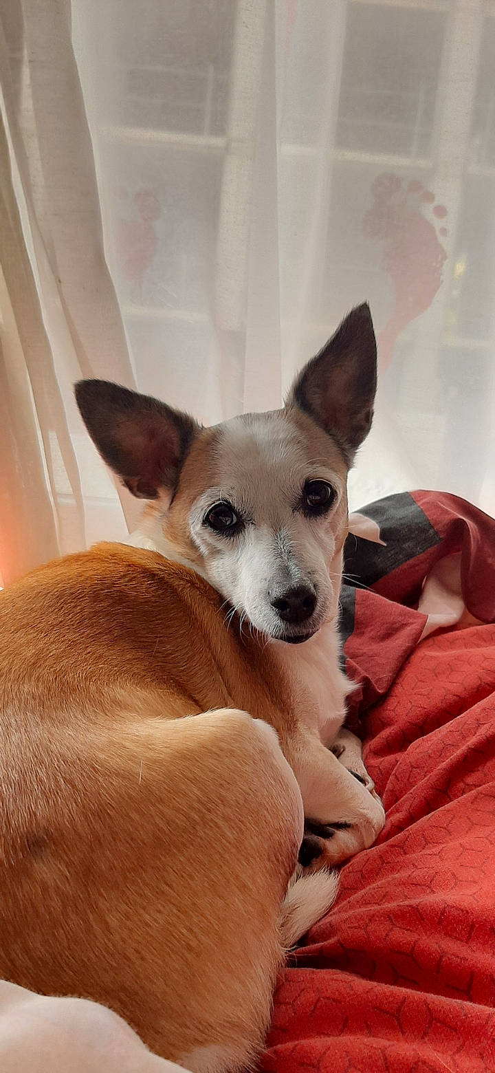 Tara a rejoint le concours — aidez-le/la à gagner de superbes lots ! canidae, carnivore, comfort, companion_dog, dog, dog_breed, ear, fawn, fur, non_sporting_group, paw, snout, sporting_group, terrestrial_animal, toy_dog, whiskers, working_animal