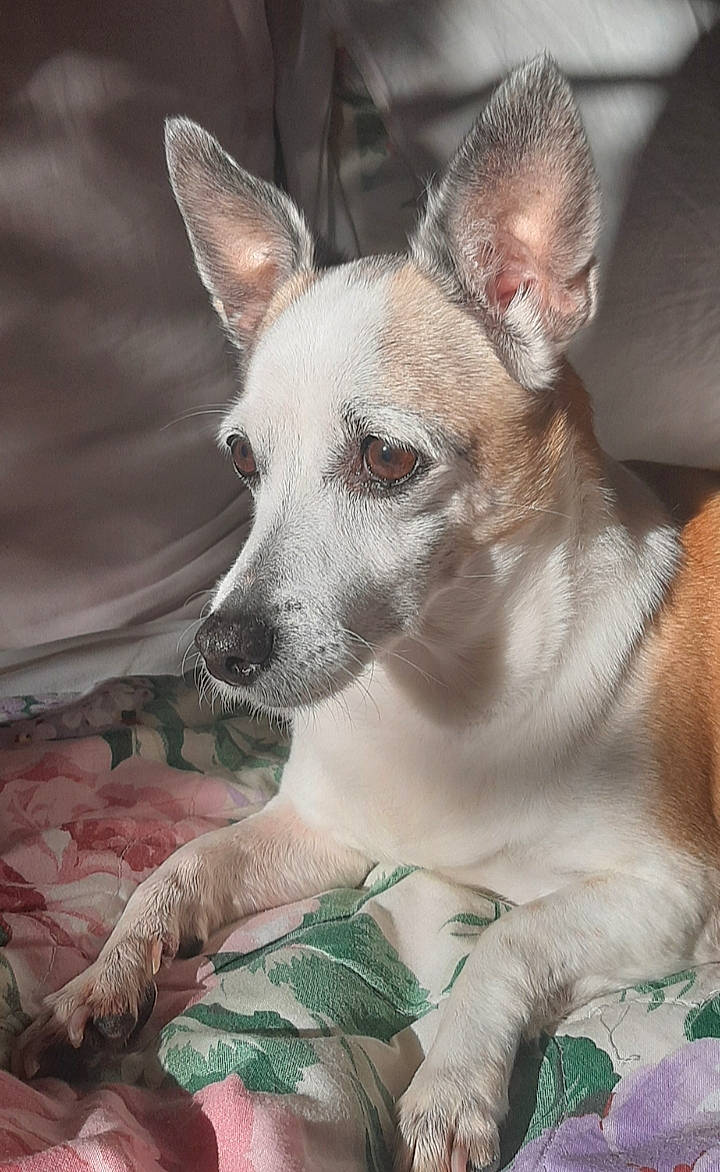 Tara participe au concours pour gagner de l'argent avec cette photo : canidae, carnivore, collar, comfort, companion_dog, dog, dog_breed, fawn, linens, non_sporting_group, pattern, snout, sporting_group, terrestrial_animal, toy_dog, whiskers, working_animal